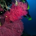 seafan_cc_v_0705_png1675.jpg
